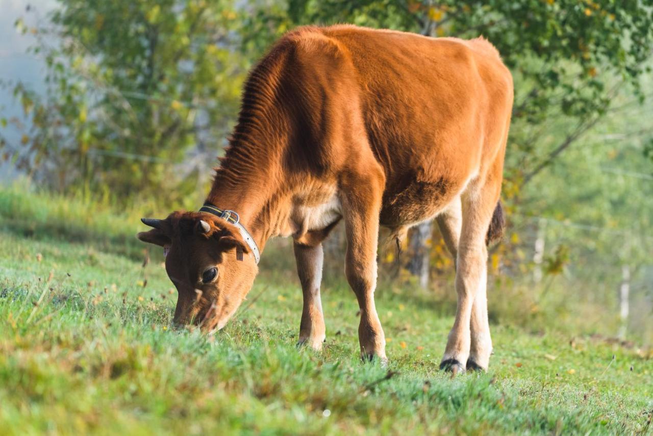 Jizera Gasthof Malá Skála